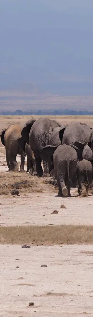 Elefantenherde im Amboseli-Nationalpark